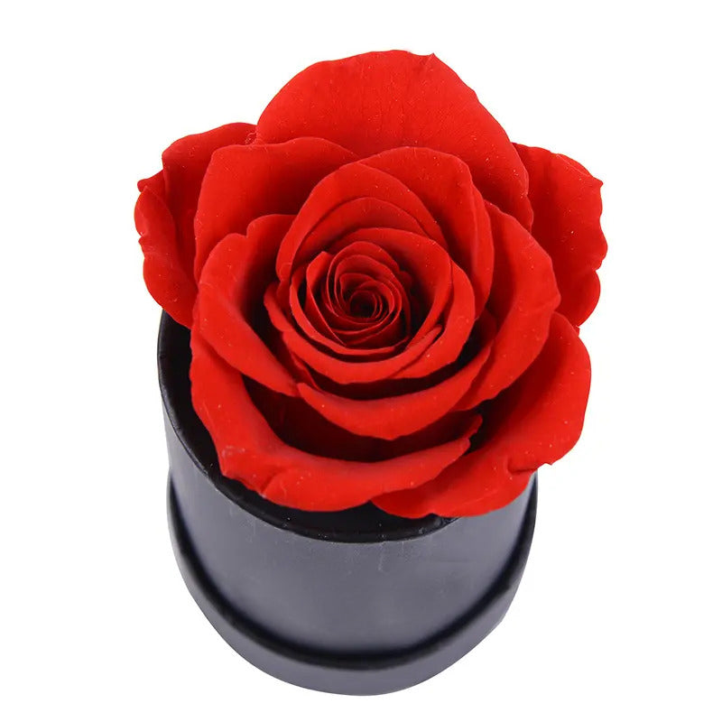 Amazzonia Rosa Stabilizzata Lunga Durata Cofanetto D'amore - Rossa